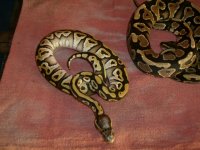 for sale snakes 008.JPG