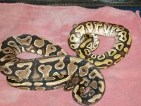 for sale snakes 004.JPG