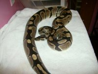 normal male bp 002.JPG