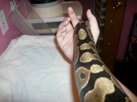 normal male bp 003.JPG