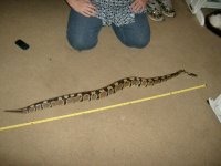 normal male bp 010.JPG