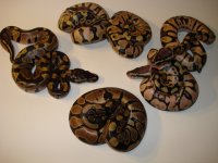 snakes are racist too 032.jpg