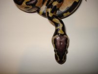 snakes are racist too 006.jpg