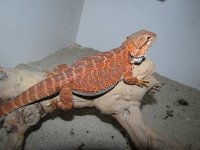 IMG_5588.JPG