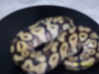 100_0323.jpg