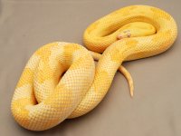 albinoblondefemale3.jpg