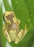 hour glass tree frog.jpg