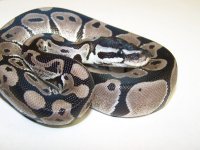 axanthicsnovember 006.jpg
