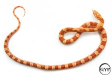 AmelCornM4 (1 of 1).jpg