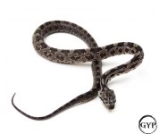 BlackRatF3-1.jpg