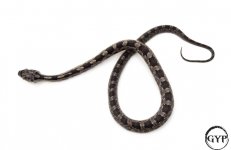 BlackRatF2-1.jpg