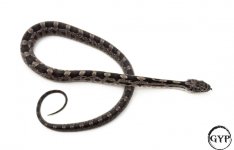 BlackRatF1-1.jpg
