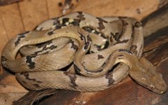 Boiga_cynodon.jpg