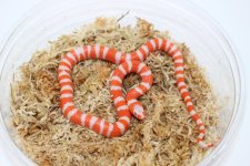 TangerineAlbinoBiColorHonduranMilkSnake2.jpg