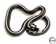 20102920StripredCaliKing13G-2.jpg