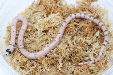 VPGhostHonduranMilkSnake2.jpg