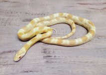 Saffron Female.jpg