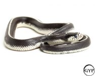 20102920StripredCaliKing13G-3.jpg
