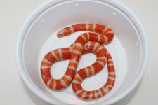 HonduranTangAlbino_960x.jpg