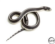 20102920StripredCaliKing13G-4.jpg