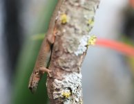 babygecko2.jpg