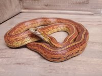 Tessera Female.jpg