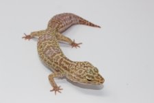 TremperAlbinoAdultLeopardGecko.jpg