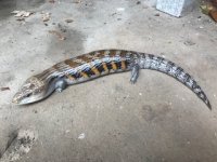 male skink.jpg