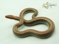 Lim20-02m.jpg