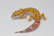 HybinoLeopardGeckoAdult2.jpg