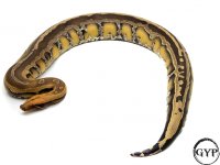 BorneoF1-0679.jpg