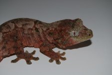 DSC_0067.jpg