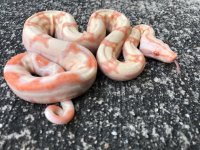 albino img jungle.jpg