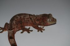 DSC_0068.jpg