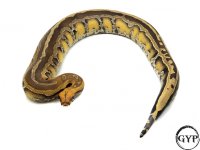 BorneoF3-0680.jpg