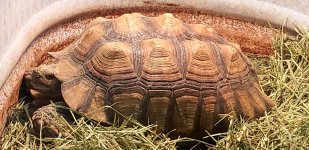 sulcata1.jpg