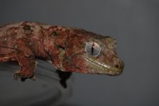 DSC_0069.jpg