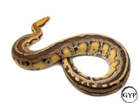 BorneoF4-0678.jpg