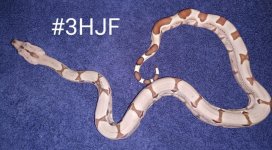 #3hjfa.jpg