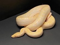 Albino CRB Male 2.jpg