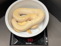 Albino CRB Male 1.jpg