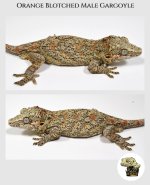 Male Orange Blotched Garg MM (1).jpg