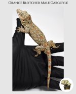 Male Orange Blotched Garg MM (2).jpg