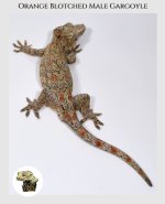 Male Orange Blotched Garg MM (3).jpg
