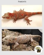 Male Orange Blotched Garg MM (5).jpg