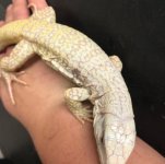 blue icealbino2.jpg