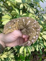 leachie2.jpg