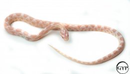 SnowHetScalelessF3 (1 of 1).jpg