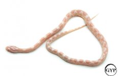 SnowHetScalelessF2 (1 of 1).jpg