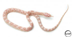 SnowHetScalelessF1 (1 of 1).jpg